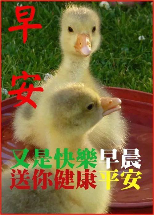 早安 又是快樂早晨 送你健康平安