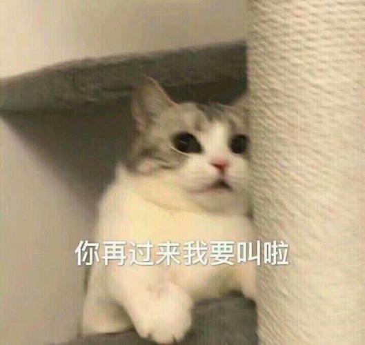 你再过来我要叫啦