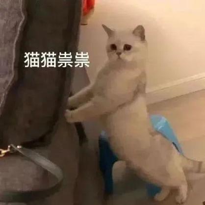 猫猫崇崇