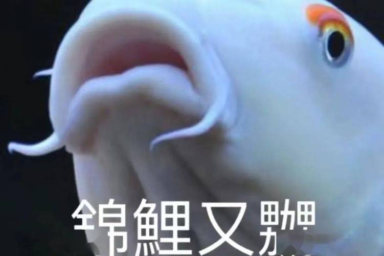 全帛鲤又