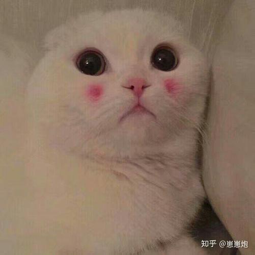 知乎@惠惠炮
