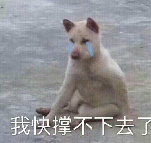 我快撑不下去了