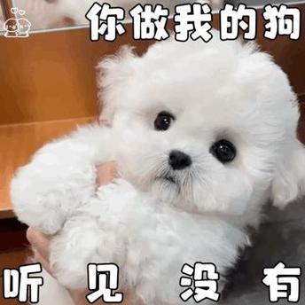 你做我的狗 听见 没有