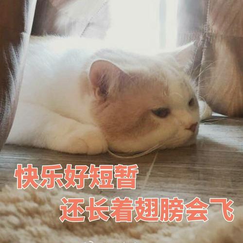 快乐好短暂 还长着翅膀会飞