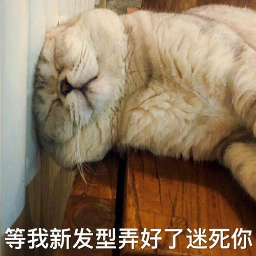 等我新发型弄好了迷你