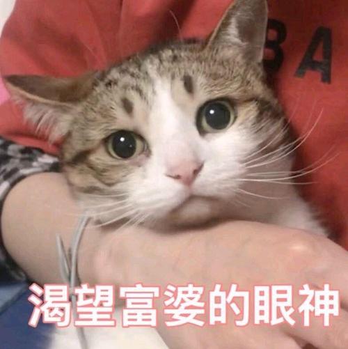 A 渴望富婆的眼神