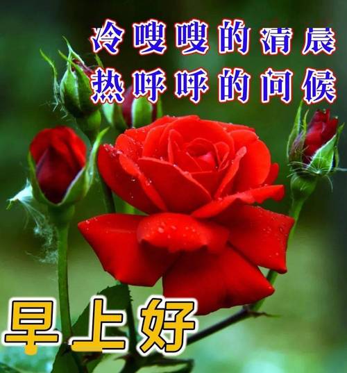 冷嗖嗖的清晨 热呼呼的问候 早上好