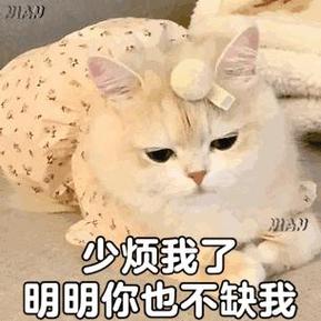 少烦我了 明明你也不缺我