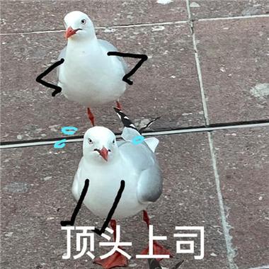 顶头上司