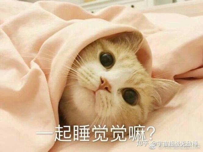 起睡觉觉嘛？