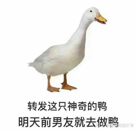 转发这只神奇的鸭 明天前男友就去做鸭 的大节