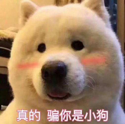 真的 骗你是小狗