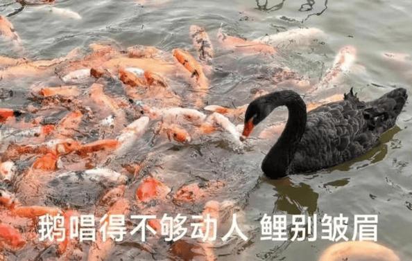鹅唱得不够动人鲤别皱眉