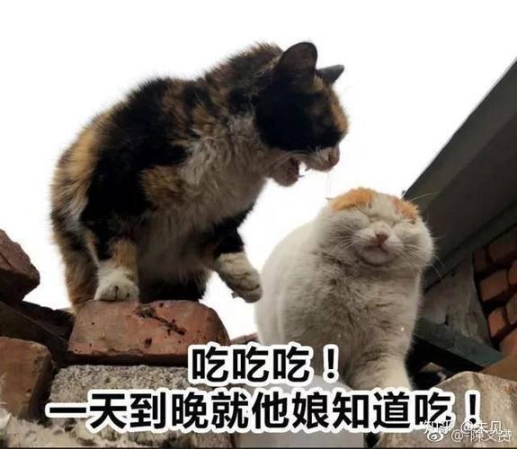 吃吃吃！ 一天到晚就他娘知道吃！