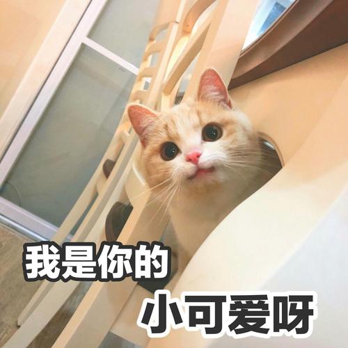 我是你的 小可爱呀
