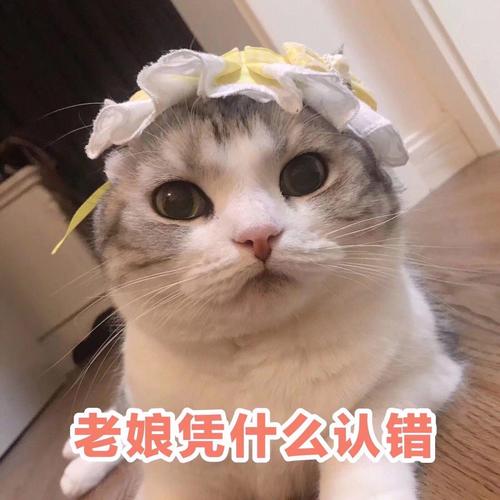 老娘凭什么认错