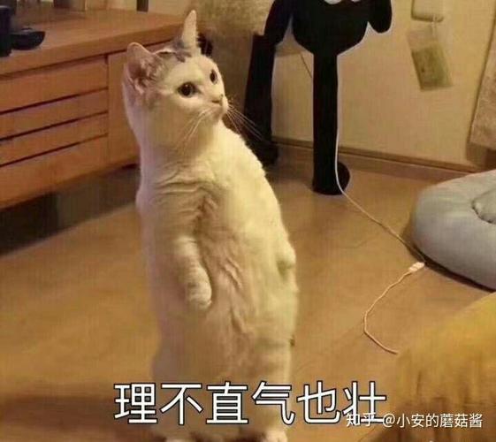 理不直气也壮 知乎一@小安的蘑菇酱