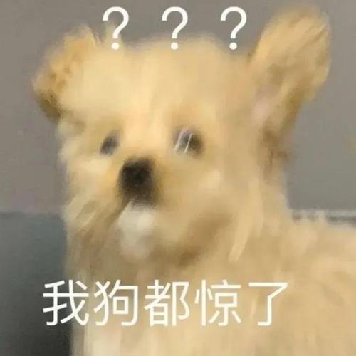 我狗都惊了