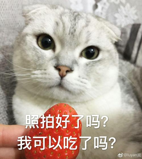 照拍好了吗？ 我可以吃了吗？ @luyan炎