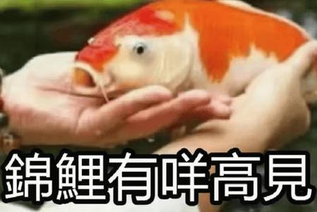 锦鲤有咩高見