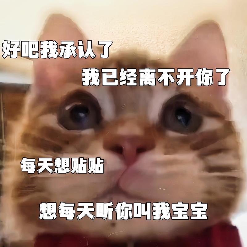 好吧我承认了 我已经离不开你了 每天想贴贴 想每天听你叫我宝宝