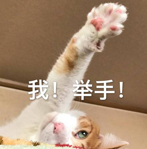 我！举手！