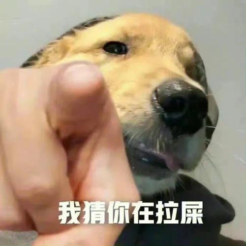 我猜你在拉屎