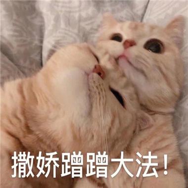 撒娇蹭蹭大法！