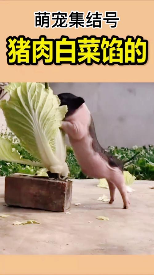 萌宠集结号 猪肉白菜馅的