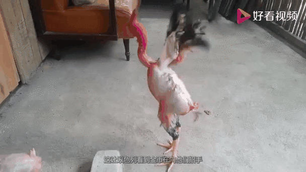 好看视频