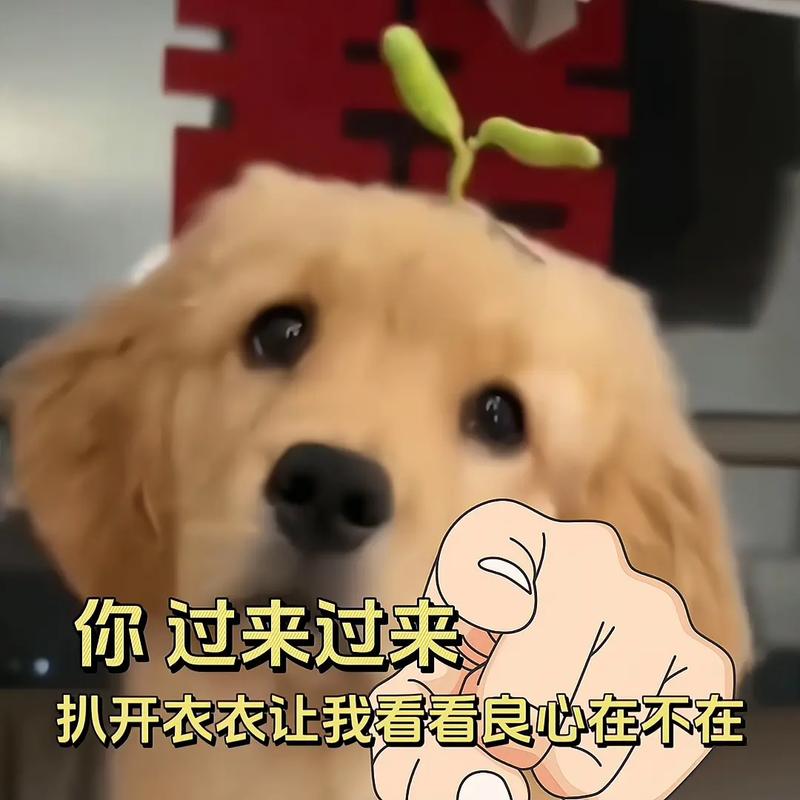 你过来过来 扒开衣衣让我看看良心在不在