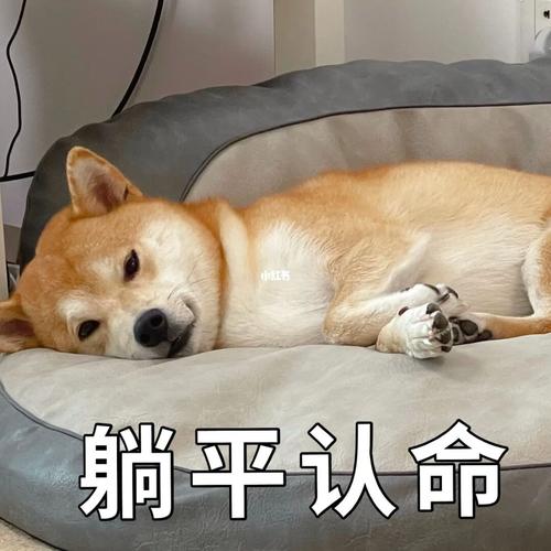 躺平认命