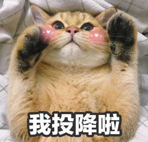 我投降啦