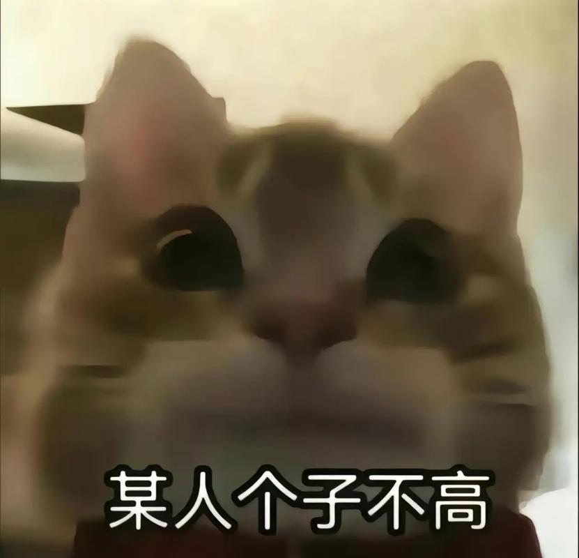 某人个子不高