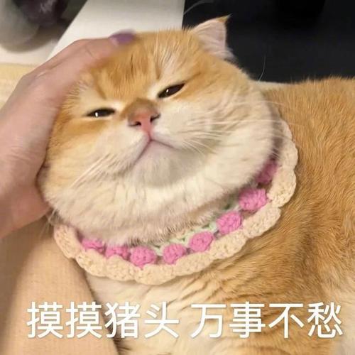 摸摸猪头万事不愁