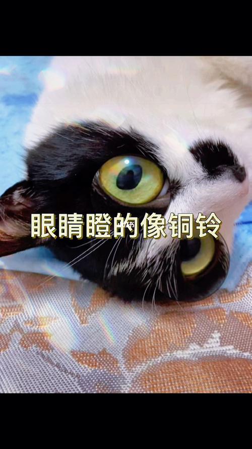 眼睛瞪的像铜铃