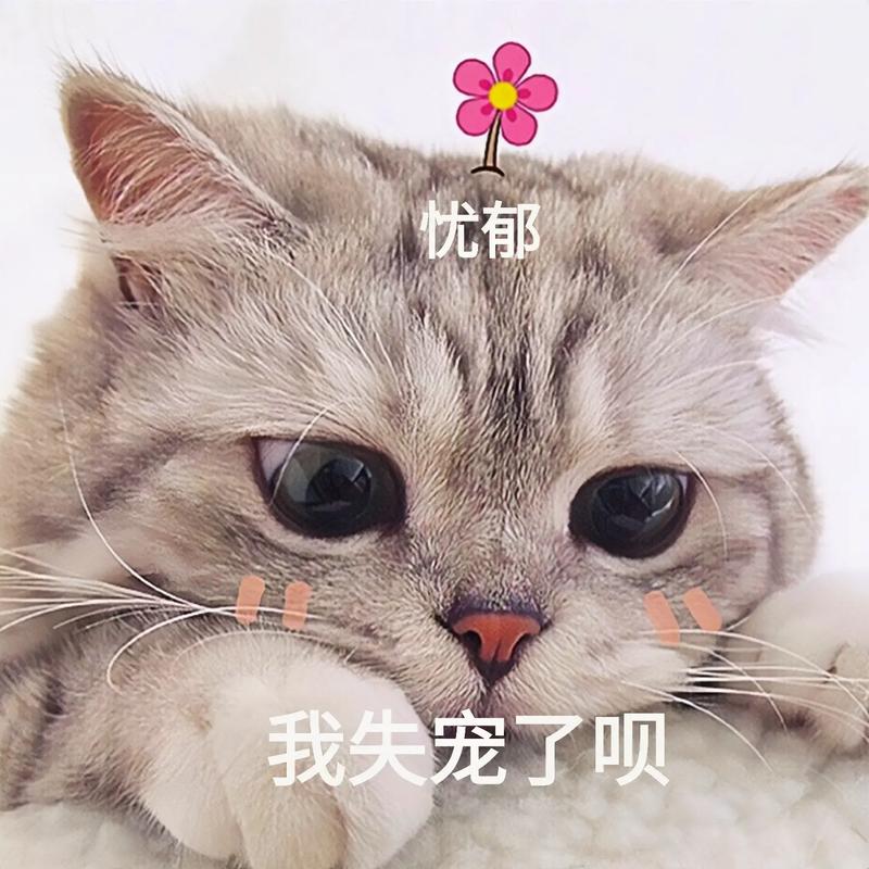 忧郁 我失宠了呗