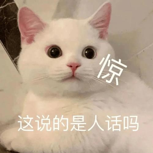 惊 这说的是人话吗