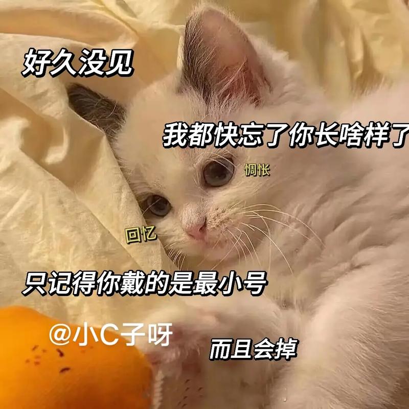 好久没见 我都快忘了你长啥样了 惆怅 回忆 只记得你戴的是最小号 @小C子呀 而且会掉