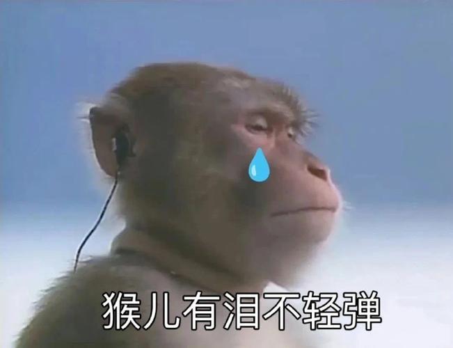 猴儿有泪不轻弹