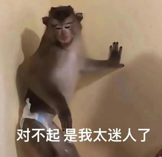 对不起是我太迷人了
