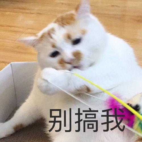 别搞我