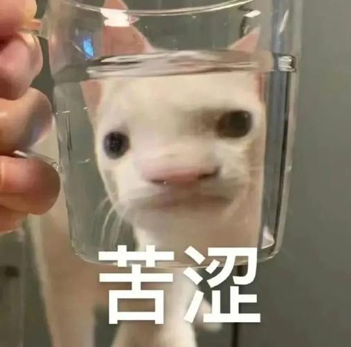 苦涩 节