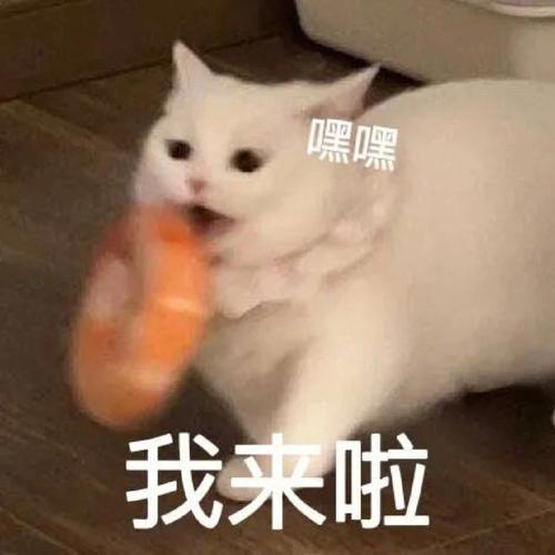 嘿嘿 我来啦