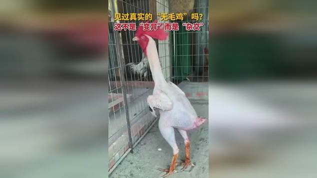 见过真实的“无毛鸡”吗？ 这不是“变异”而是“杂交”