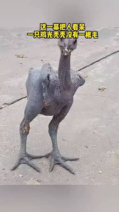 这一幕把人看呆 一只鸡光秃秃没有一根毛