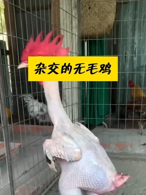 杂交的无毛鸡