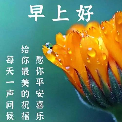 早上好 每天一声问候 给你最美的祝福 愿你平安喜乐