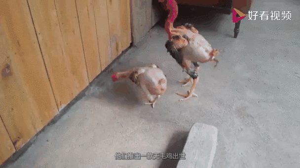 好看视频 他们推出一款无毛鸡出世