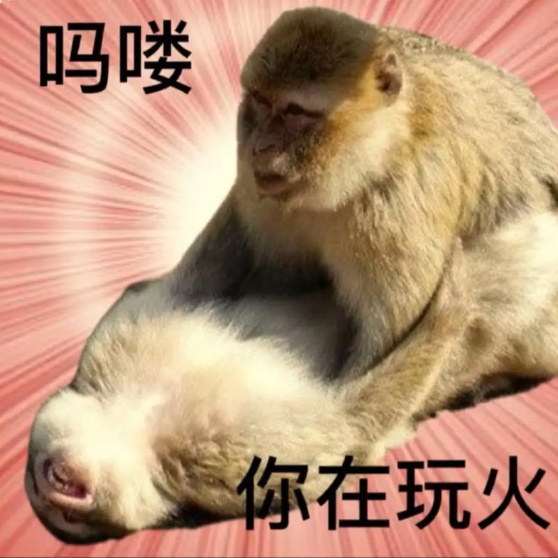 吗喽 你在玩火